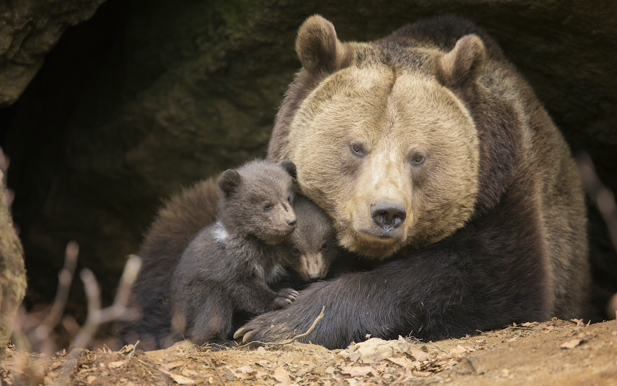 Bear Hibernation More Than A Winters Nap Sierra Club